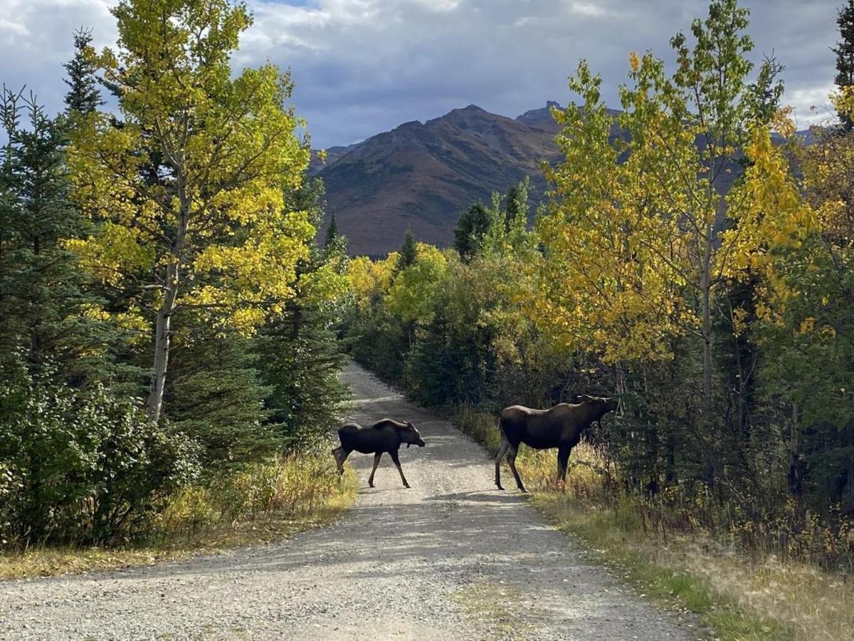 Denali Park View Family Log Cabin Exteriör bild